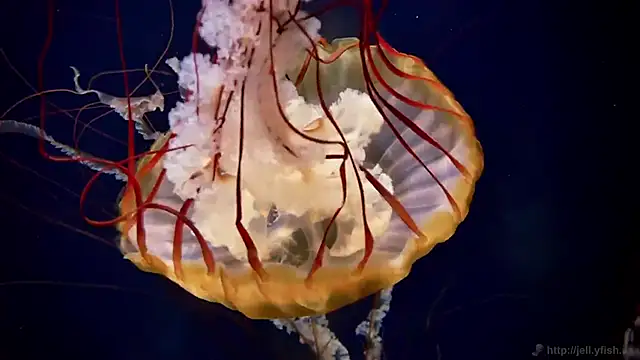 Snapshot of streamy_test12 chatting on 02.24.26 streamy test12 online show from 02.24.26