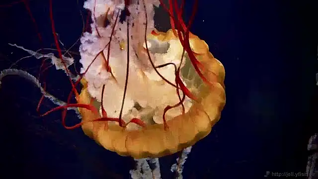 streamy test13 online show from 12.04.24