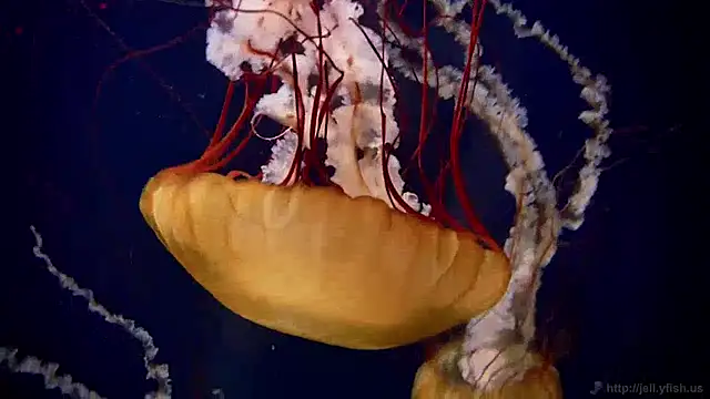 streamy test13 online show from 12.16.24