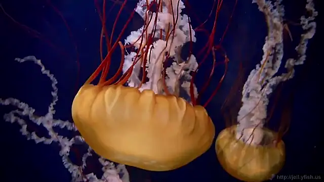 streamy test13 online show from 02.20.25