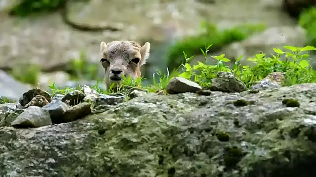 streamy test13 online show from 02.21.25