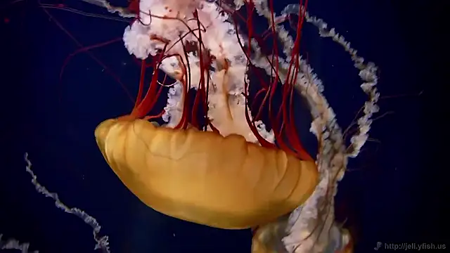 streamy test15 online show from 02.11.26