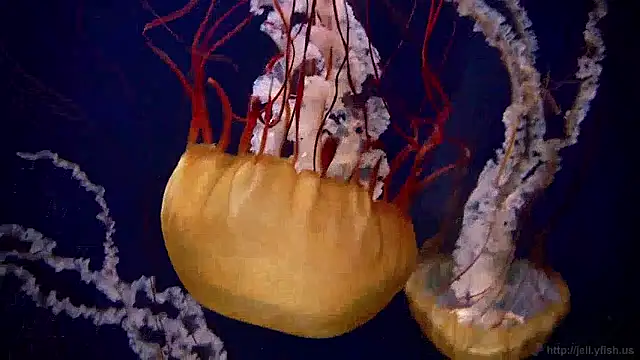 streamy test15 online show from 03.31.26