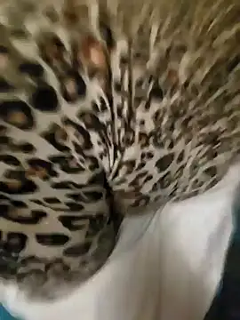 Snapshot of Cameltoekilla chatting on 01.17.25 Cameltoekilla online show from 01.17.25