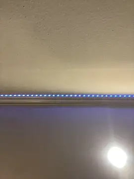 ThicBunz online show from 03.16.25