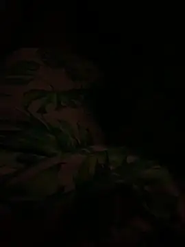 Snapshot of smithrosinha chatting on 02.11.25 smithrosinha online show from 02.11.25