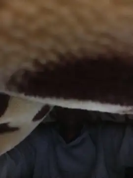 WrongedParvo online show from 11.23.25