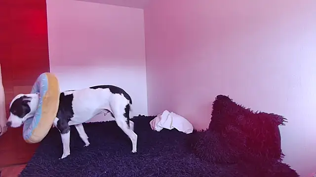 bellatrix25 online show from 01.30.25