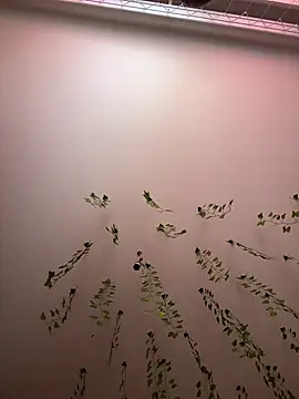 -Sexy Barbie- online show from 03.11.25