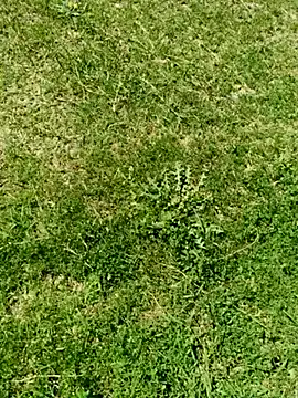 Gururonny07 online show from 03.05.25