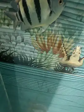 Mr joh online show from 11.07.25