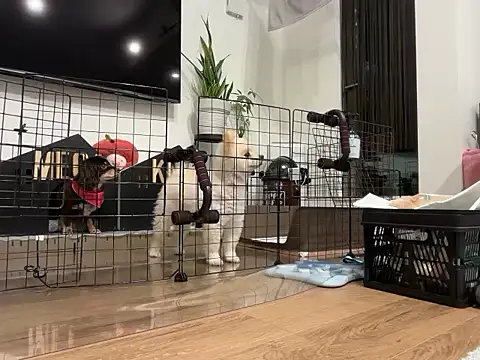 kensnb online show from 11.28.25