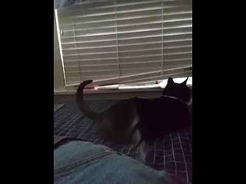 DevinToore online show from 03.20.26