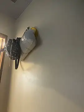 Carolinen online show from 04.01.26