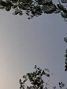 Whitehouse01 online show from 12.29.24