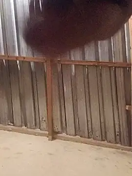 T9nybh3ksta66 online show from 09.14.25