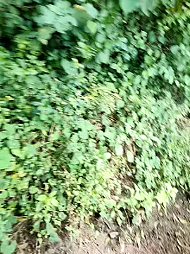 himvilohi08 online show from 10.02.25