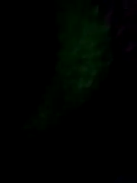 royall queen online show from 01.14.26