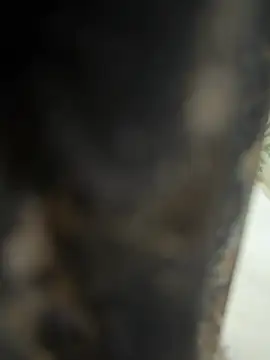 dilu98 online show from 02.21.26