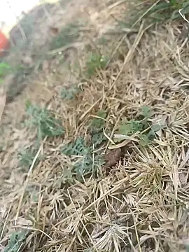 mkallu1995 online show from 03.05.26