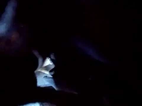 PENTHOUSECEOCLUBHOUSEPRES online show from 11.25.25