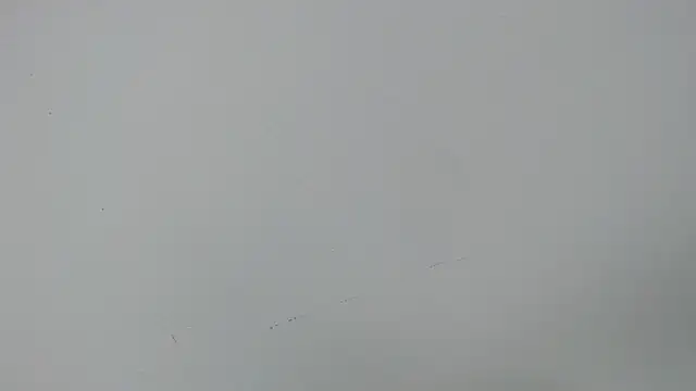 eladyrous98 online show from 12.17.25