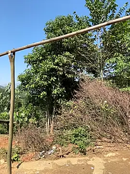 ThiHa003 online show from 11.27.25