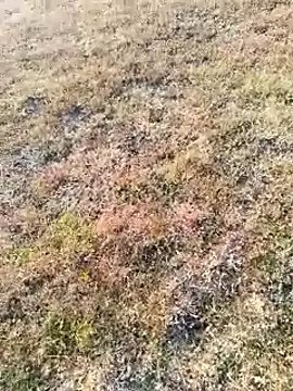 Snapshot of coocon2020 chatting on 11.16.25 coocon2020 online show from 11.16.25