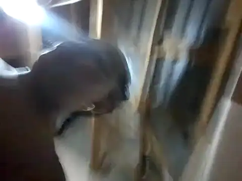 BigAssjuicy26 online show from 10.27.25