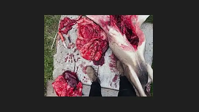 Snapshot of lisabaus chatting on 04.12.26 lisabaus online show from 04.12.26