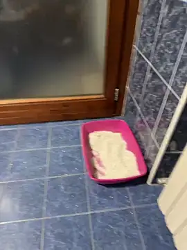 maialexte online show from 04.27.26