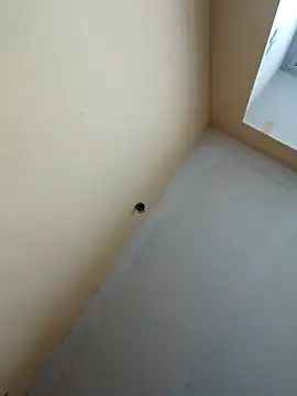 dream32222 online show from 10.30.25