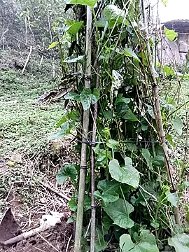 quynhkoolbae online show from 03.21.26