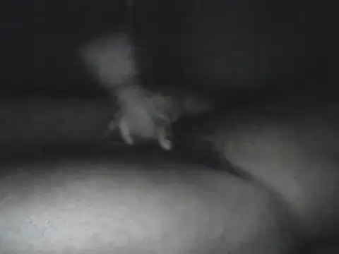 Snapshot of Bigcockjamaican876 chatting on 10.15.25 Bigcockjamaican876 online show from 10.15.25