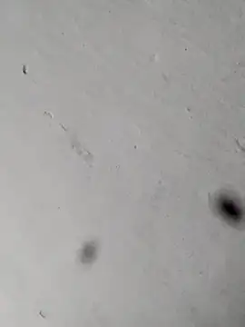 Mollysdick online show from 04.17.26