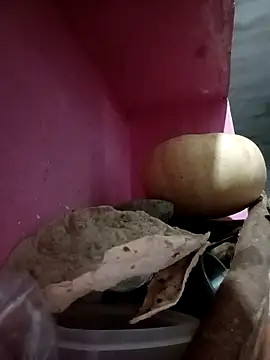 Snapshot of Payal950 chatting on 10.09.25 Payal950 online show from 10.09.25