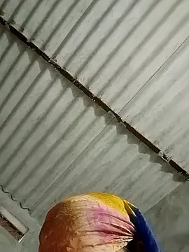 Payal950 online show from 01.17.26