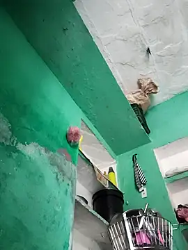 Nillohot online show from 10.15.25