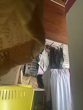 XBODTRIIPX online show from 03.07.26