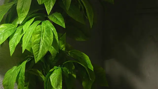 Snapshot of WaiMarxen chatting on 09.19.25 WaiMarxen online show from 09.19.25