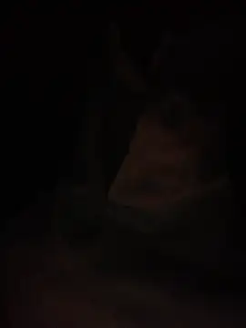 Snapshot of Halyy_xx chatting on 03.04.26 Halyy xx online show from 03.04.26