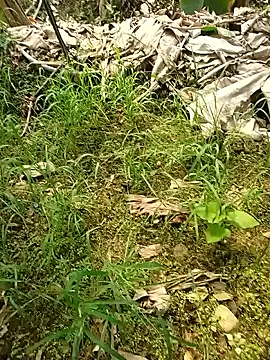 Sikici0734 online show from 05.26.26