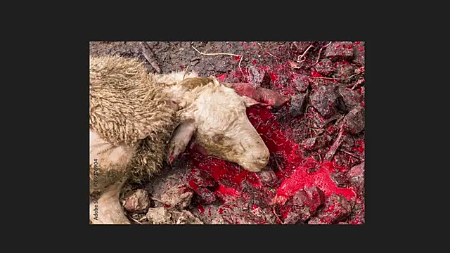 Playful Lia online show from 04.12.26