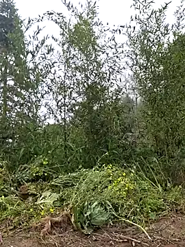 miomio-12 online show from 03.25.26