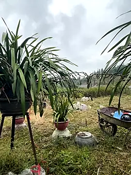 miemie-xx online show from 11.17.25