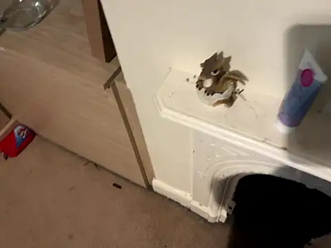 Scarletcum22 online show from 01.11.26