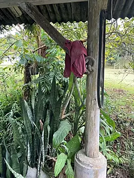 Monahliza online show from 04.06.26