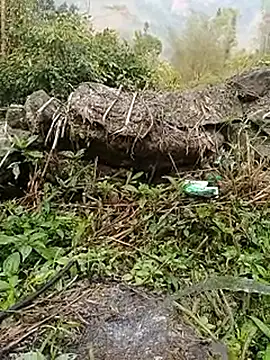 Pampirara online show from 03.26.26