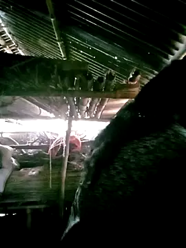 Snapshot of porimoi_505 chatting on 12.15.25 porimoi 505 online show from 12.15.25