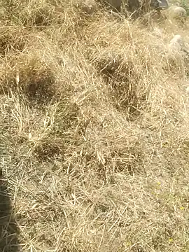 DanielGr27 online show from 12.20.25